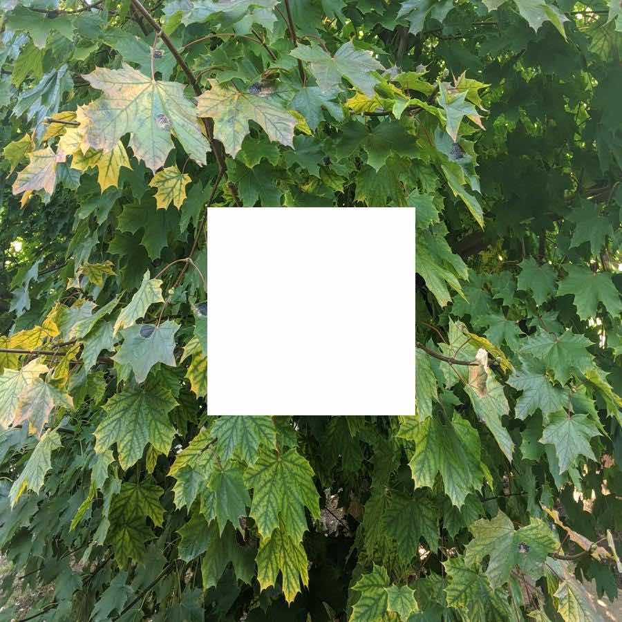 A leafy tree, but the center pixels are completely white giving the appearance of a hole in the image